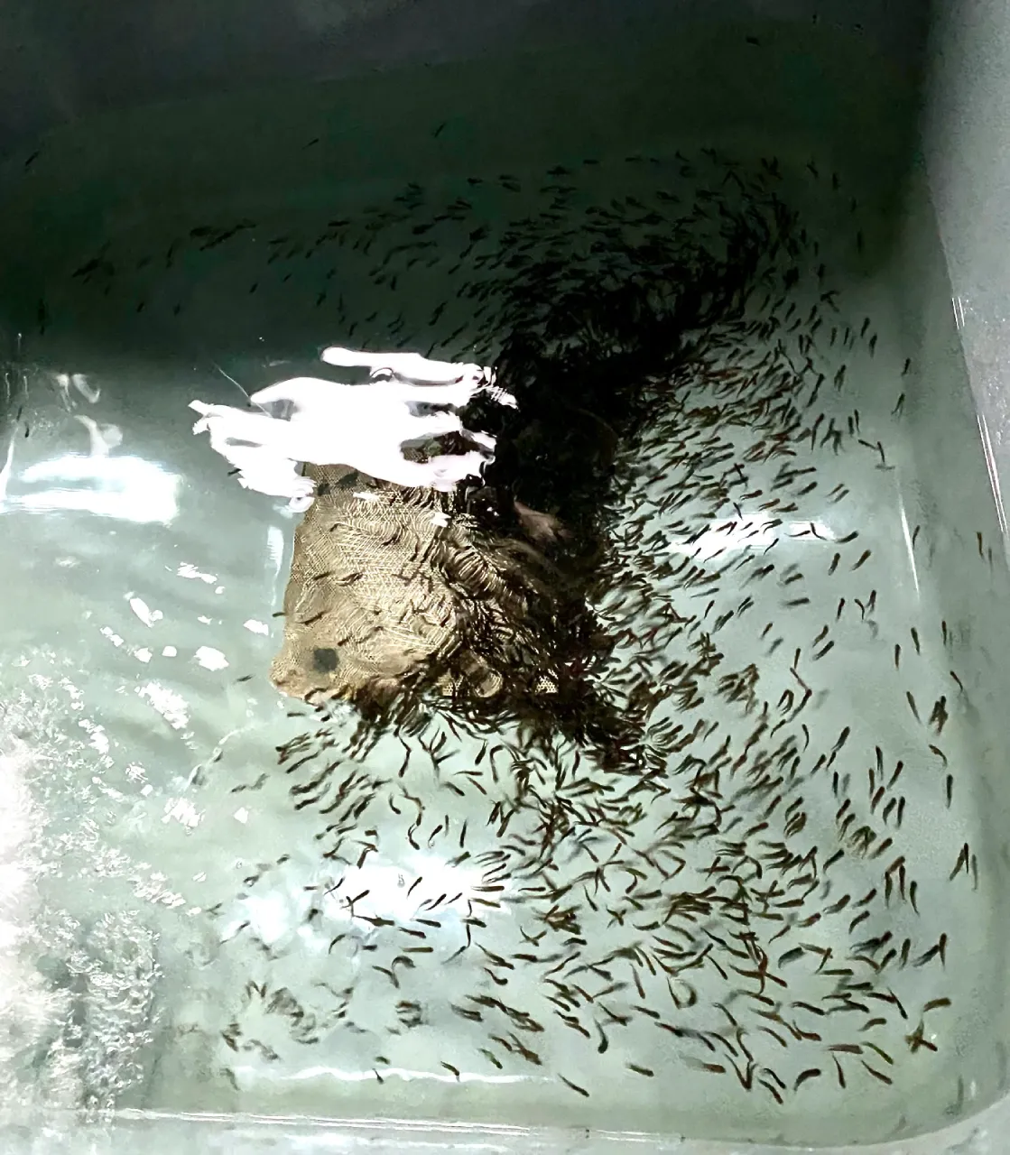 Junge Fische im Becken